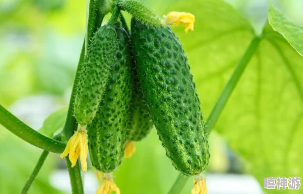 甘雨用黄瓜自己出牛奶可以吗？探索植物生物学与乳制品的奇妙联系及其可行性分析