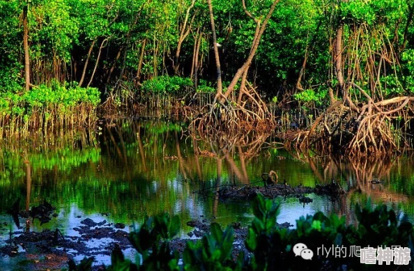 红树林自然保护区生态环境与生物多样性探索