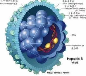 美国人与猪的DNA：研究揭示人类与猪在基因层面的相似性及其对医学和农业的潜在影响