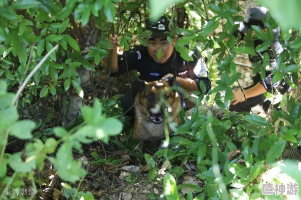 张警犬9分10秒头撞玻璃澎湃，展现出惊人的勇气与执着精神，引发网友热议与感动的背后故事