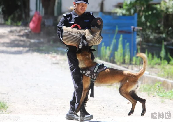 张警犬9分10秒头撞玻璃澎湃，展现出惊人的勇气与执着精神，引发网友热议与感动的背后故事