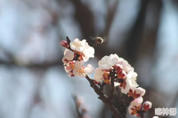 空空寒进桃子里：探讨在严寒环境中，桃树如何适应并保持果实的生长与品质，以及气候变化对农业的影响