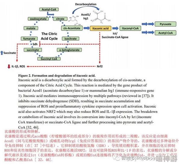 体内精69XXXXXx麻豆的生物活性研究及其在药理学中的应用潜力分析